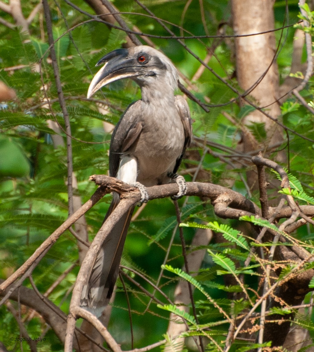 Cálao Gris Indio - ML599354291