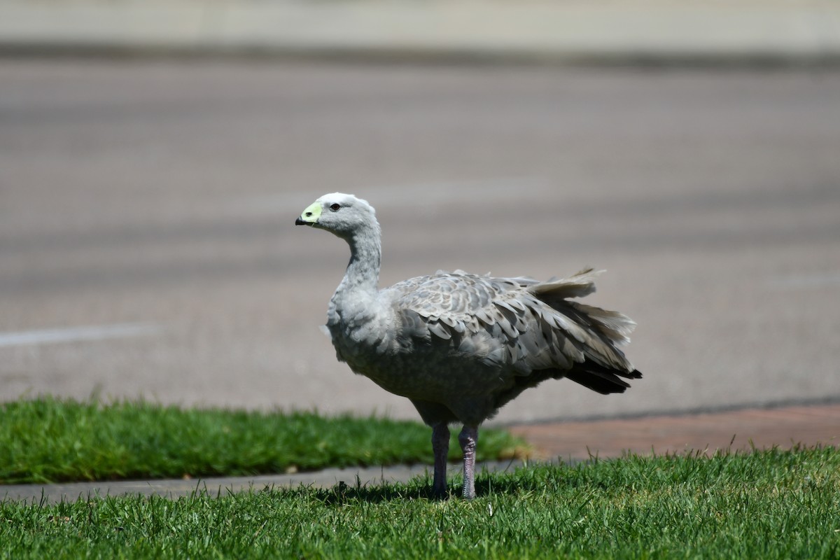 Cape Barren Goose - Loz88 Woz