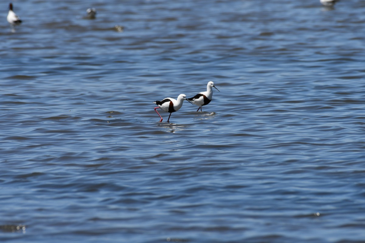 Banded Stilt - ML599354681