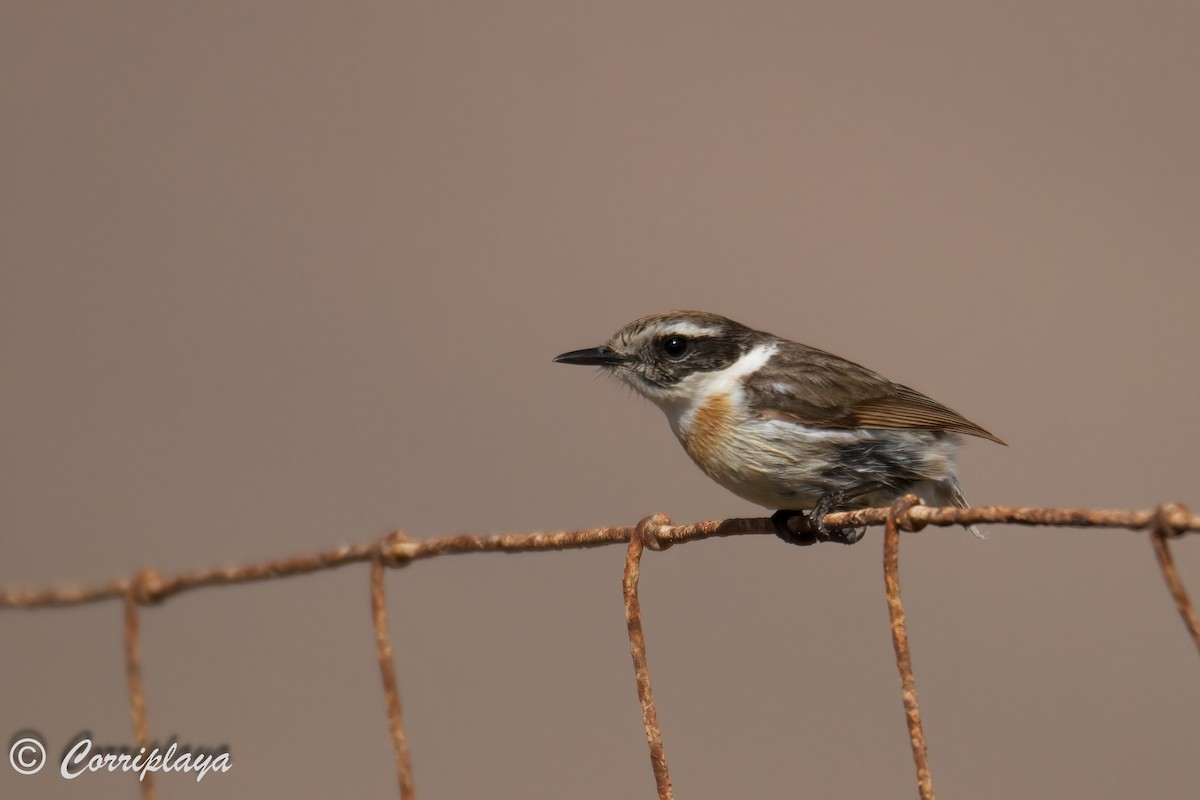 Fuerteventura Stonechat - ML599356231