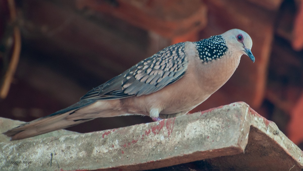 Spotted Dove - ML599356421
