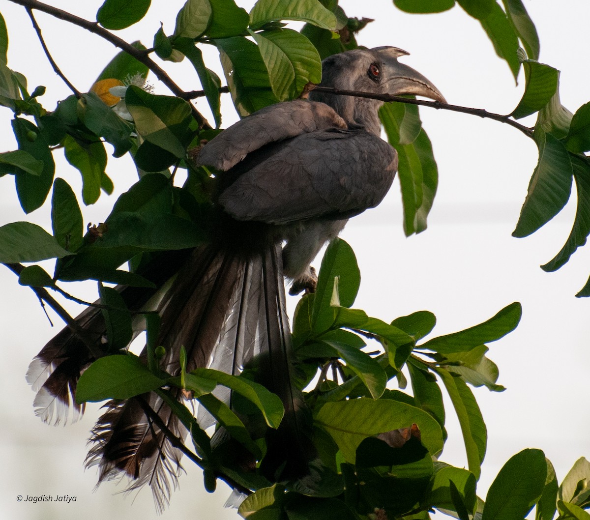 Indian Gray Hornbill - ML599356431