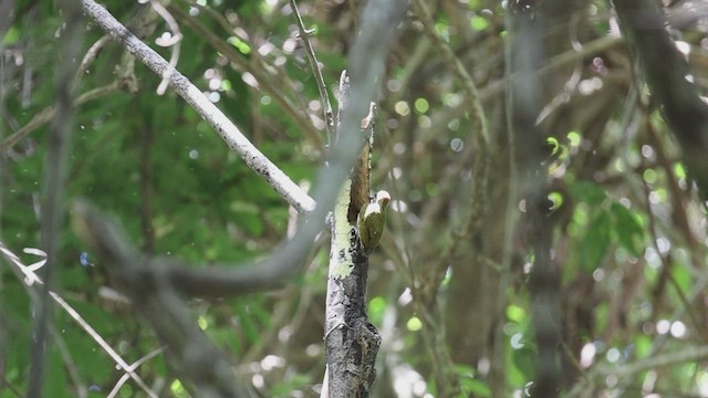 Melancholy Woodpecker - ML599357671