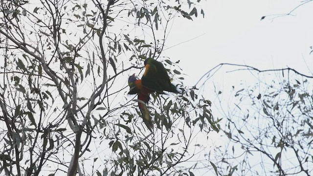 Rainbow Lorikeet - ML599357861