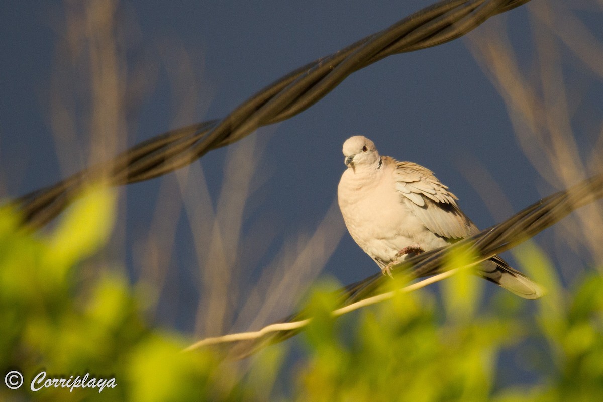 Eurasian Collared-Dove - ML599358741