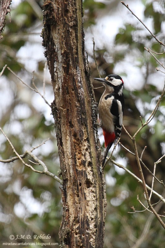 Great Spotted Woodpecker - Juan María Domínguez Robledo