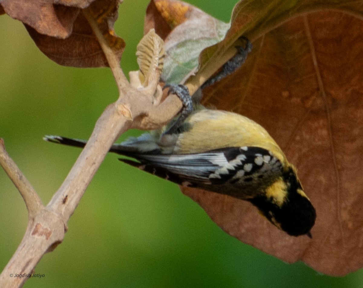 Indian Yellow Tit - ML599359101