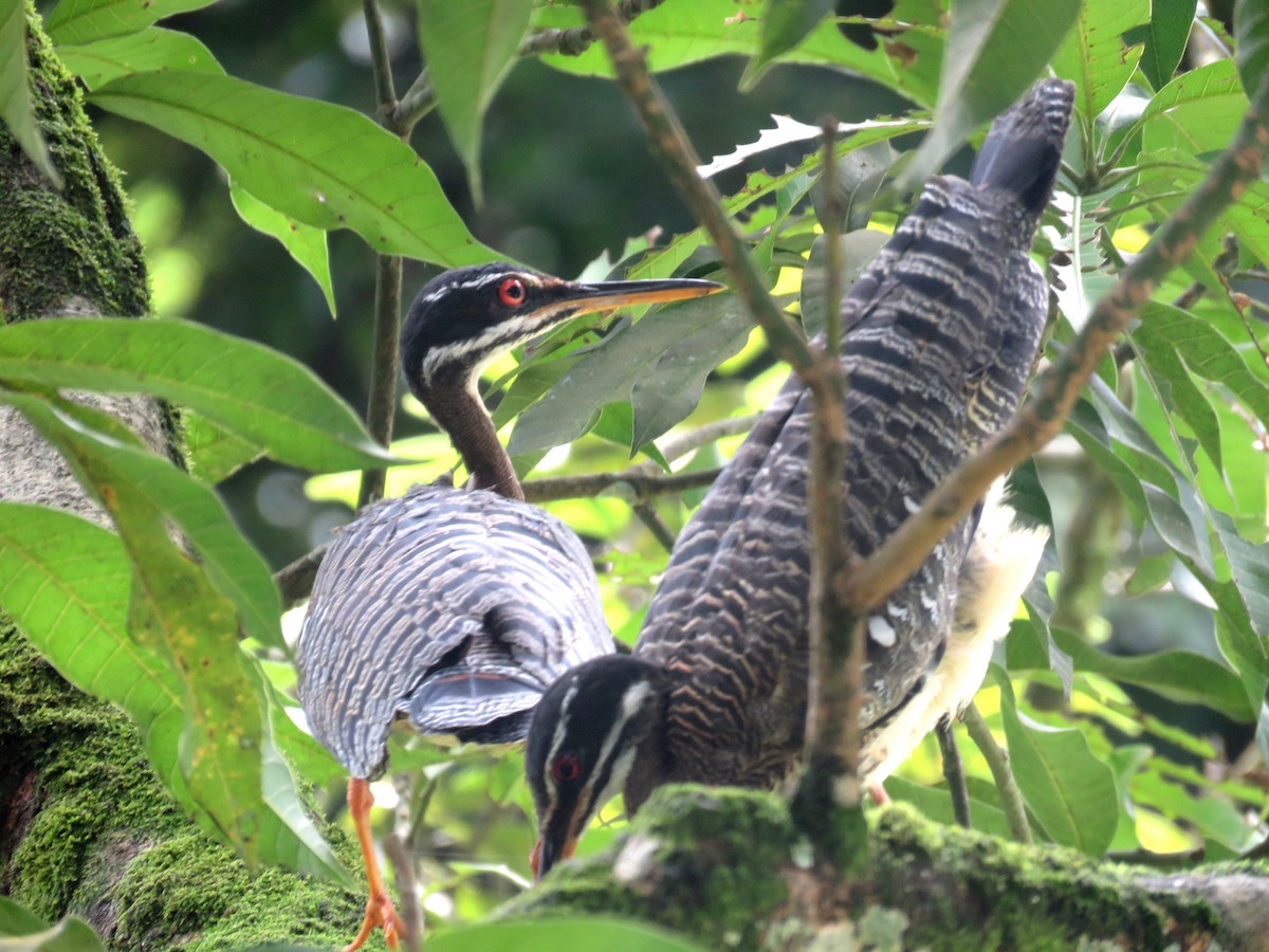 Sunbittern - ML599359731