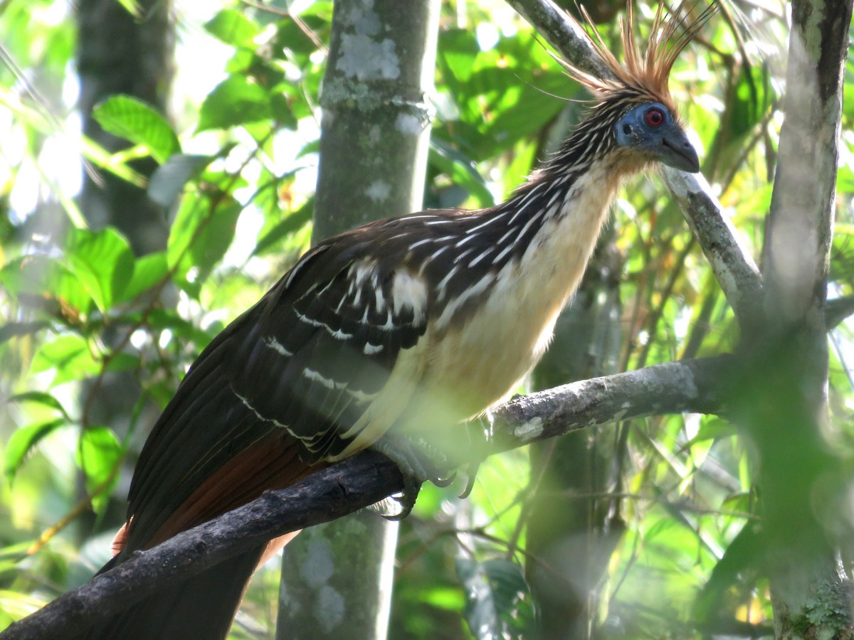 Hoatzin - ML599360571