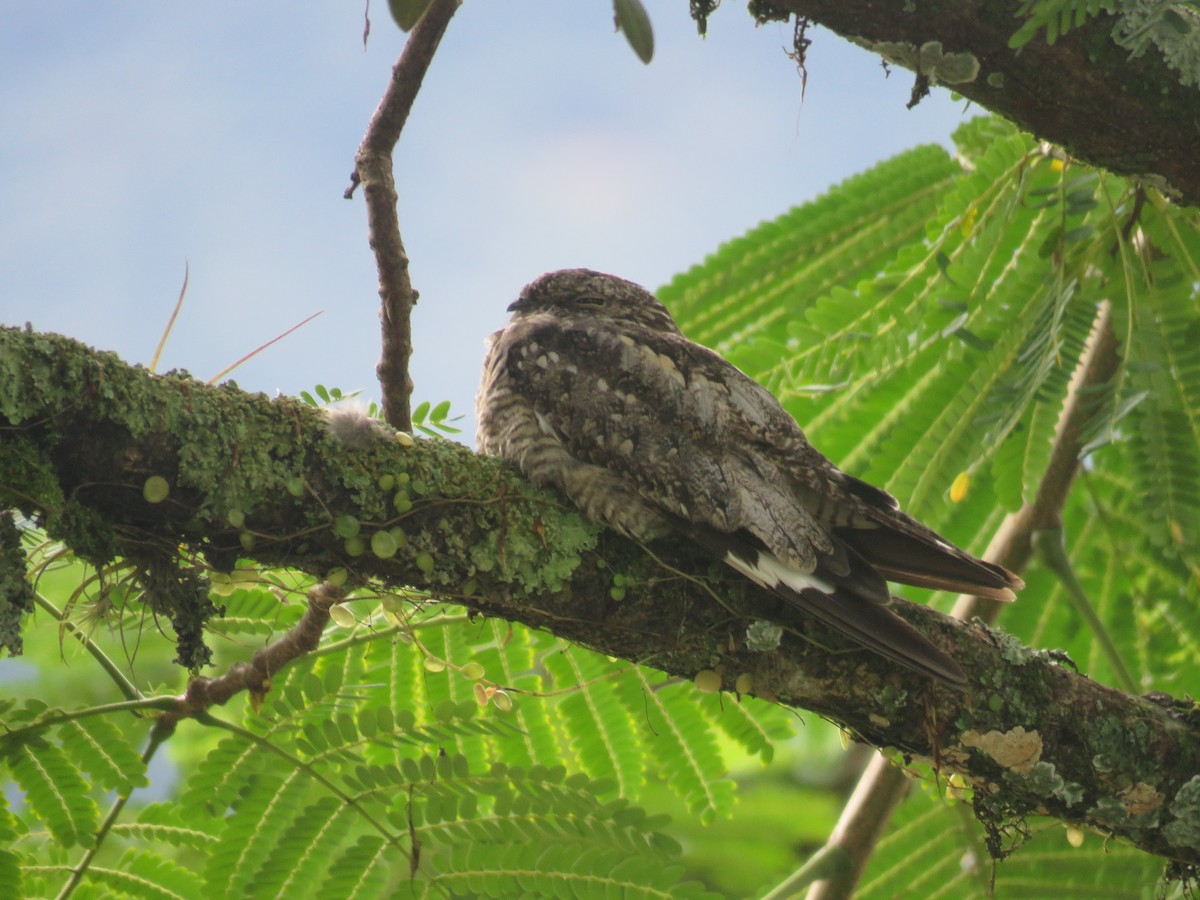 Lesser Nighthawk - ML599360671