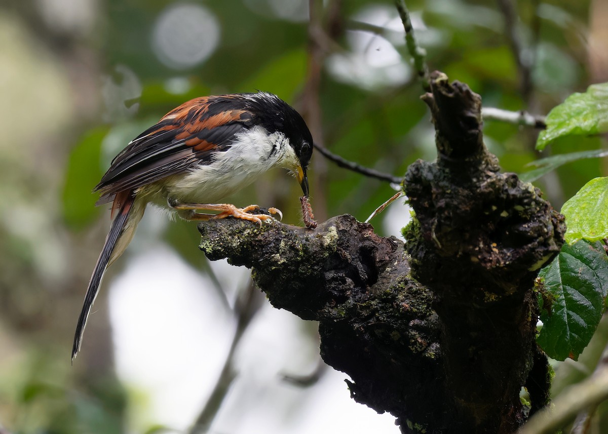 Rufous-backed Sibia (Rufous-backed) - ML599361231