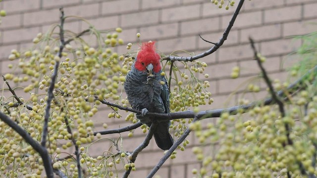 Gang-gang Cockatoo - ML599361761