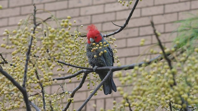 Cacatoès à tête rouge - ML599362111