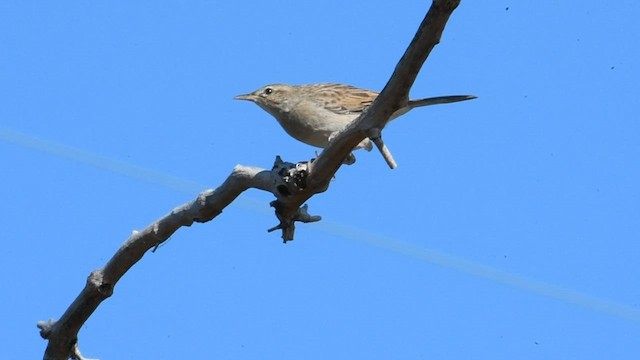 Rufous Songlark - ML599362141