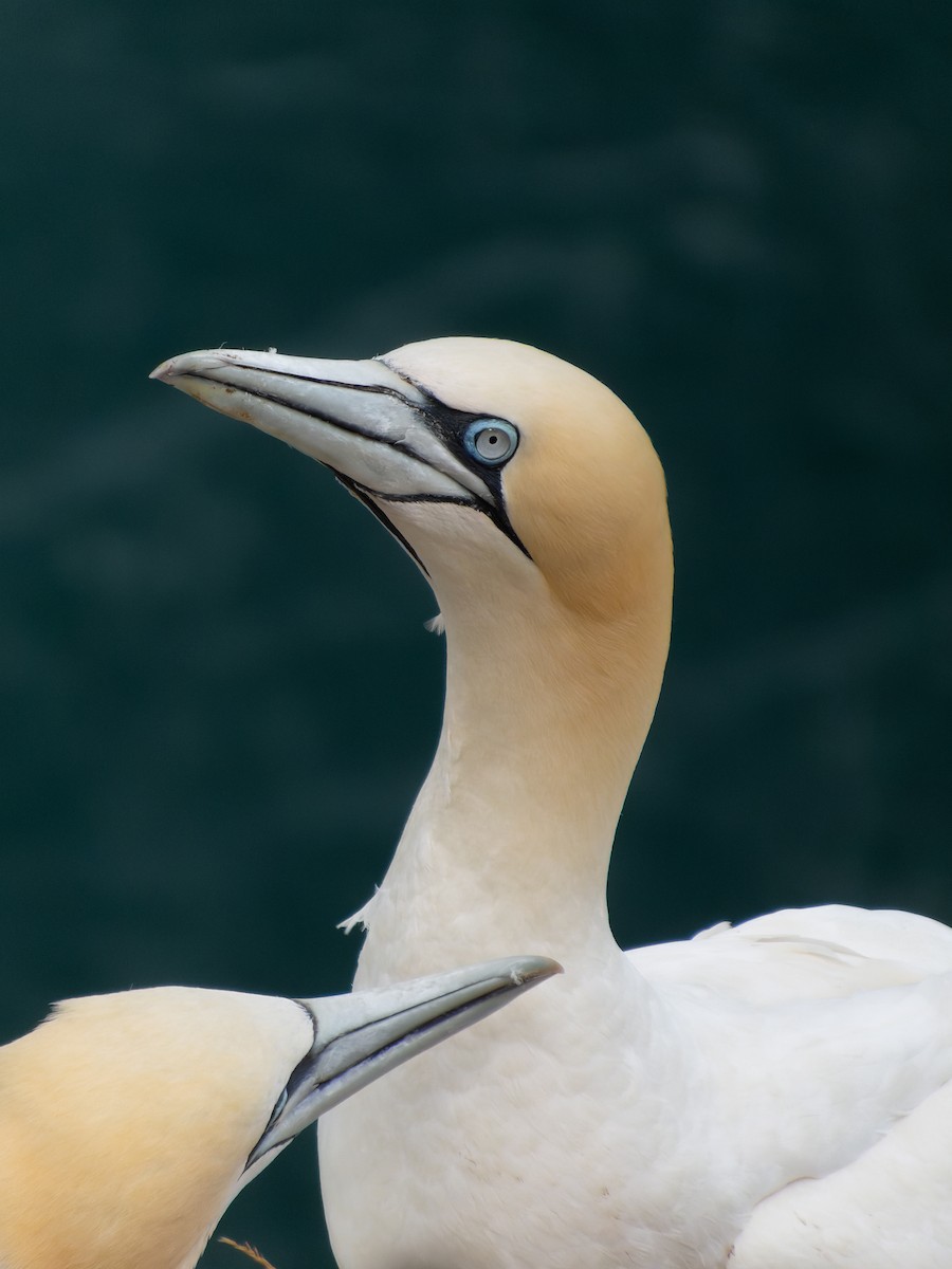 Sümsük - ML599362351