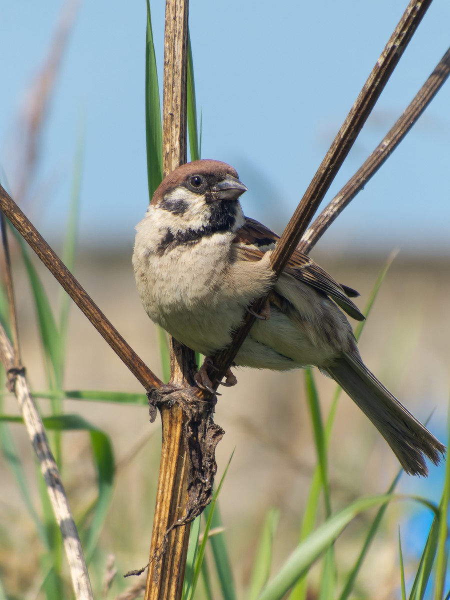 Ağaç Serçesi - ML599362581