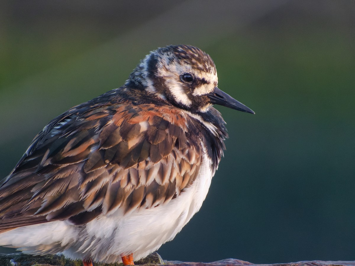 Taşçeviren - ML599362651