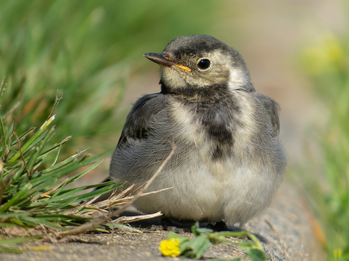 Ak Kuyruksallayan - ML599362971