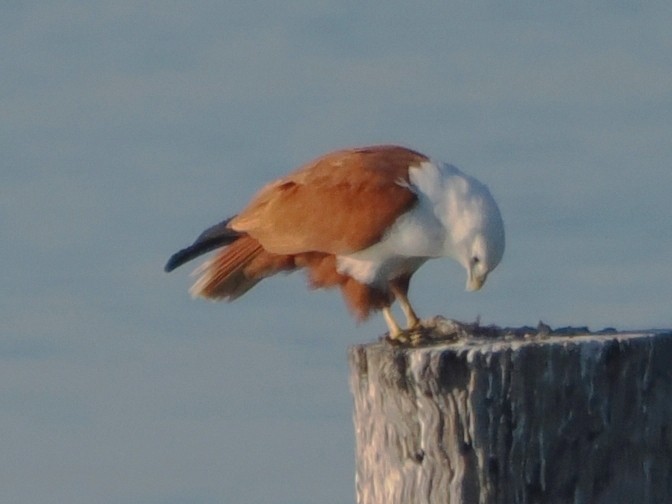 Brahminy Kite - ML599364201