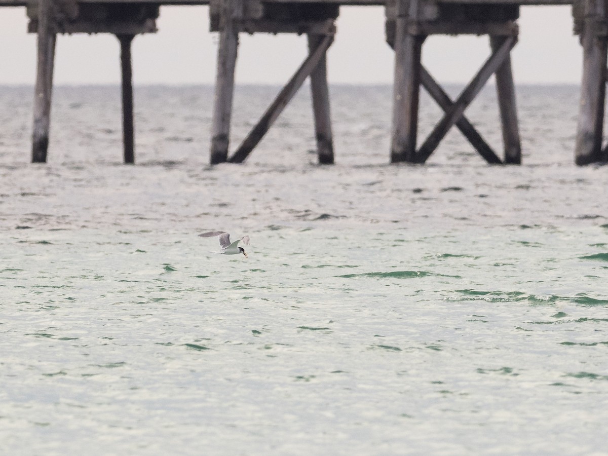 Great Crested Tern - ML599364411