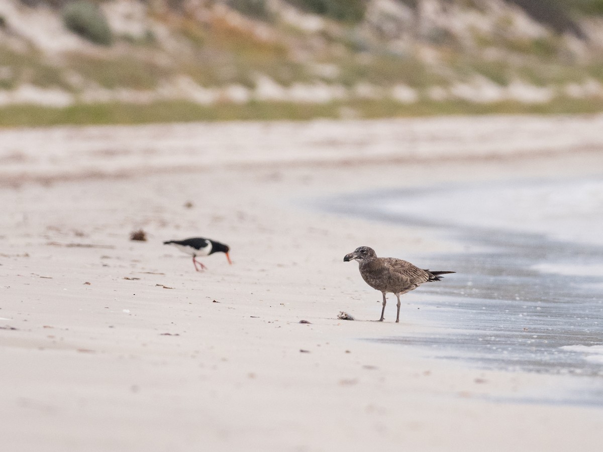 Pacific Gull - ML599364871