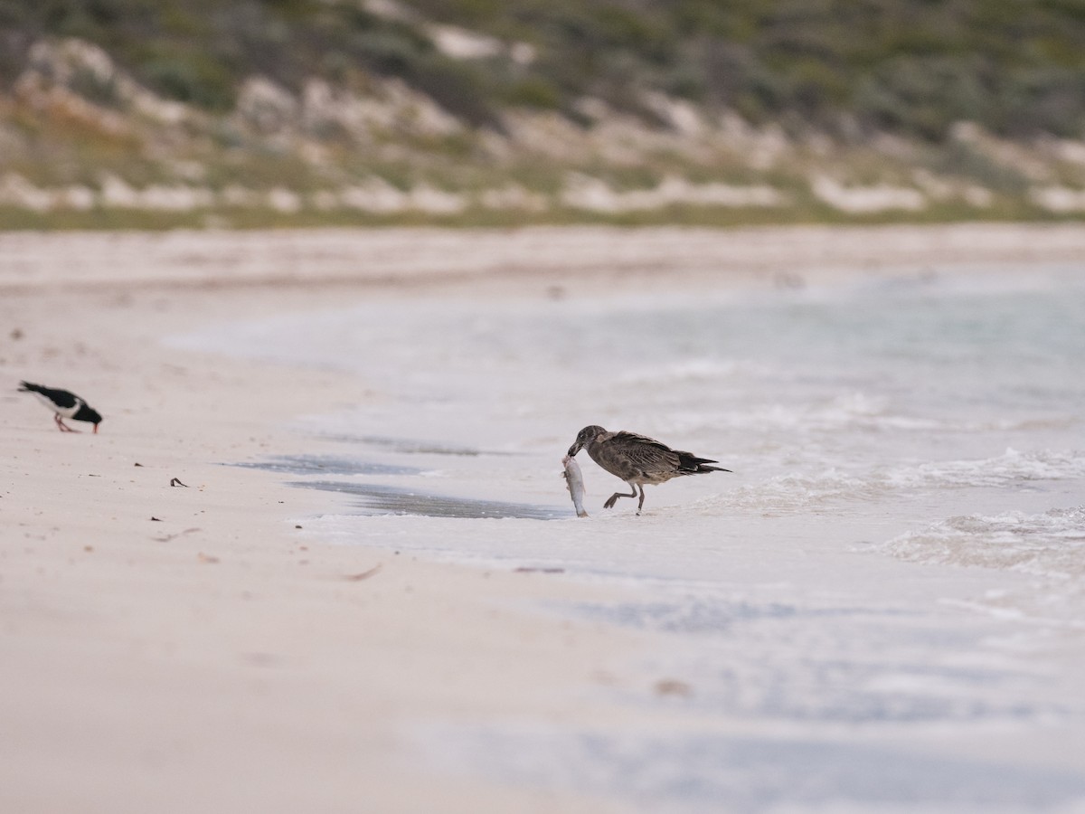 Pacific Gull - ML599364891