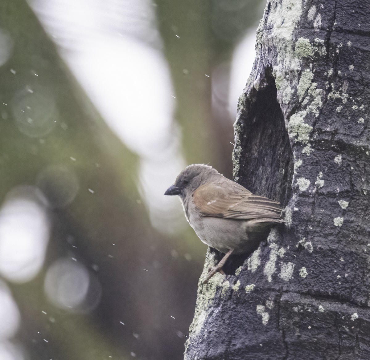 Parrot-billed Sparrow - ML599365161