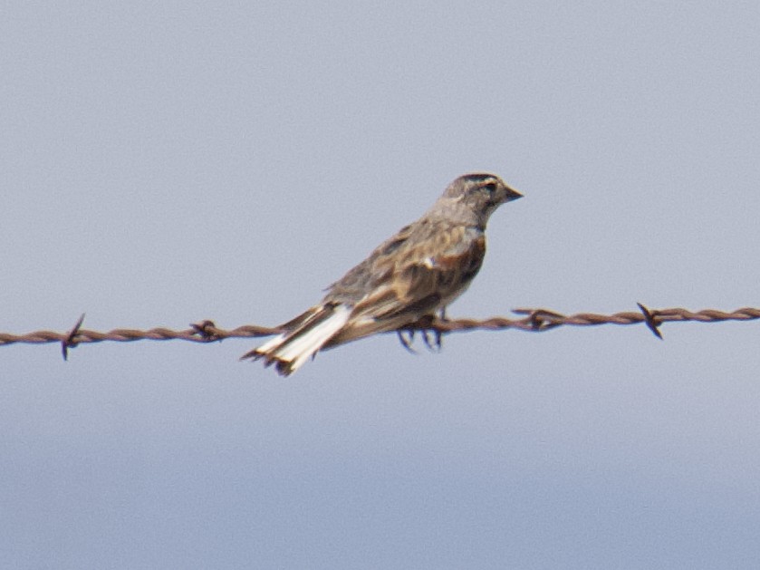 Thick-billed Longspur - ML599365391