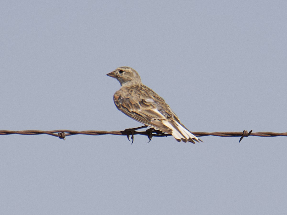 Thick-billed Longspur - ML599365401