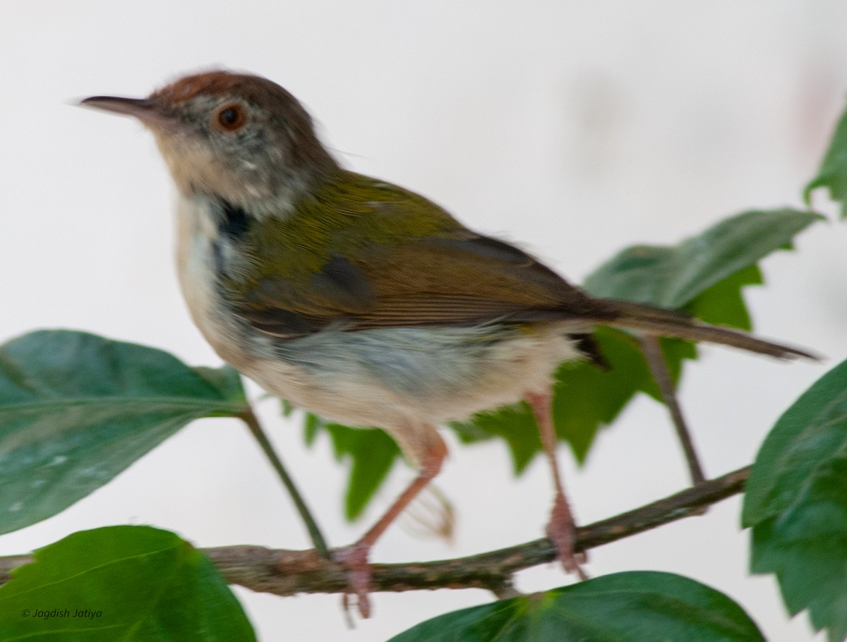 Common Tailorbird - Jagdish Jatiya