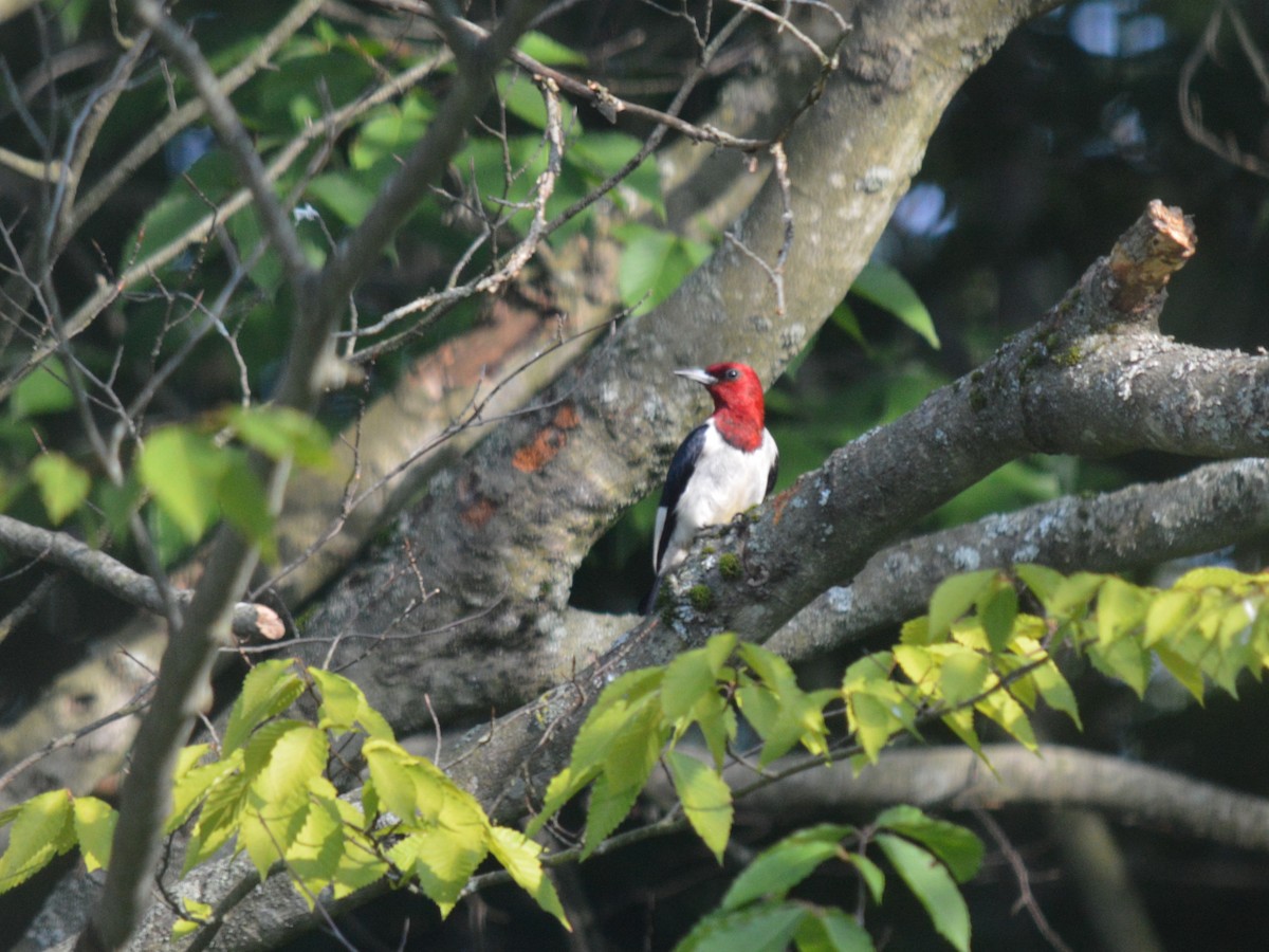 Red-headed Woodpecker - Mandi Roggie