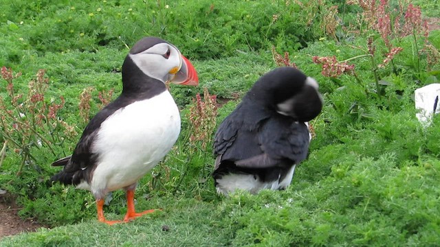 Atlantic Puffin - ML599366771