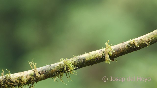 Orange-bellied Euphonia - ML599366901