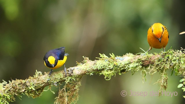 Orange-bellied Euphonia - ML599367271