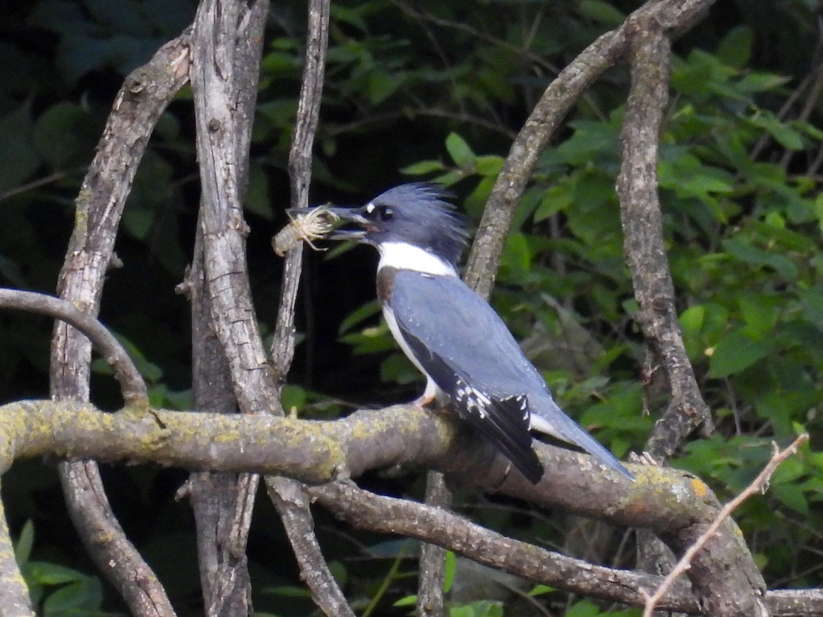 Belted Kingfisher - ML599369201