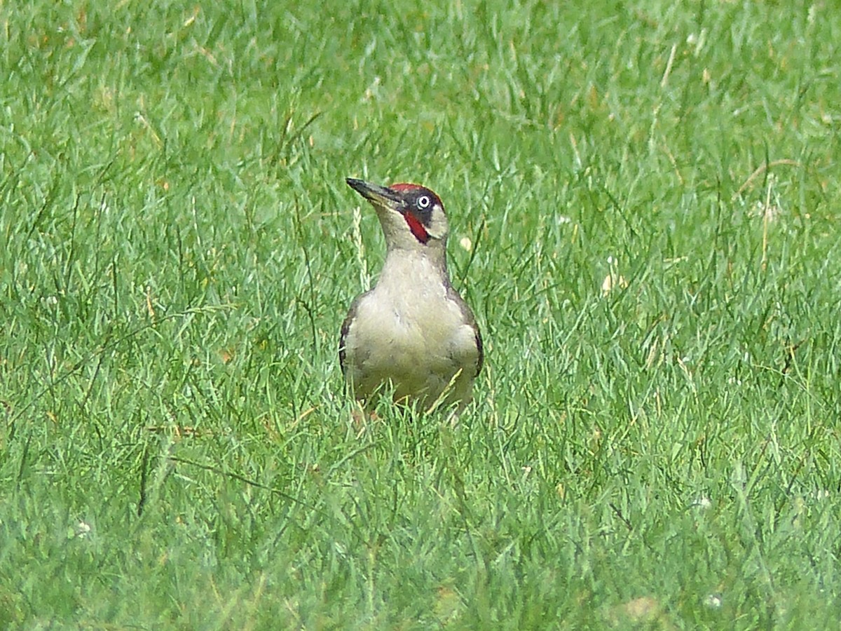 Eurasian Green Woodpecker - ML599369351