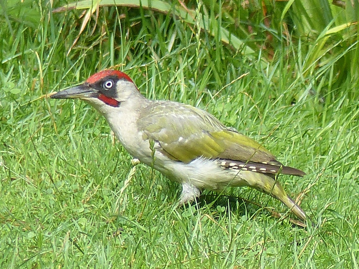 Eurasian Green Woodpecker - ML599369471
