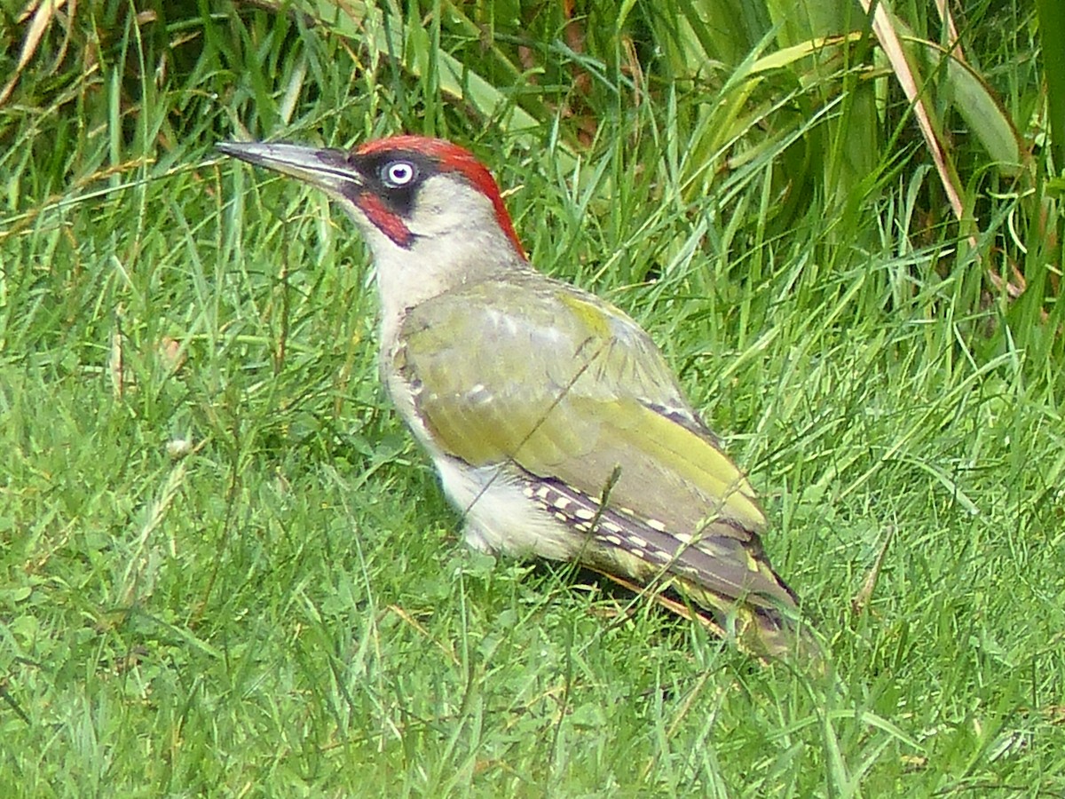 Eurasian Green Woodpecker - ML599369481