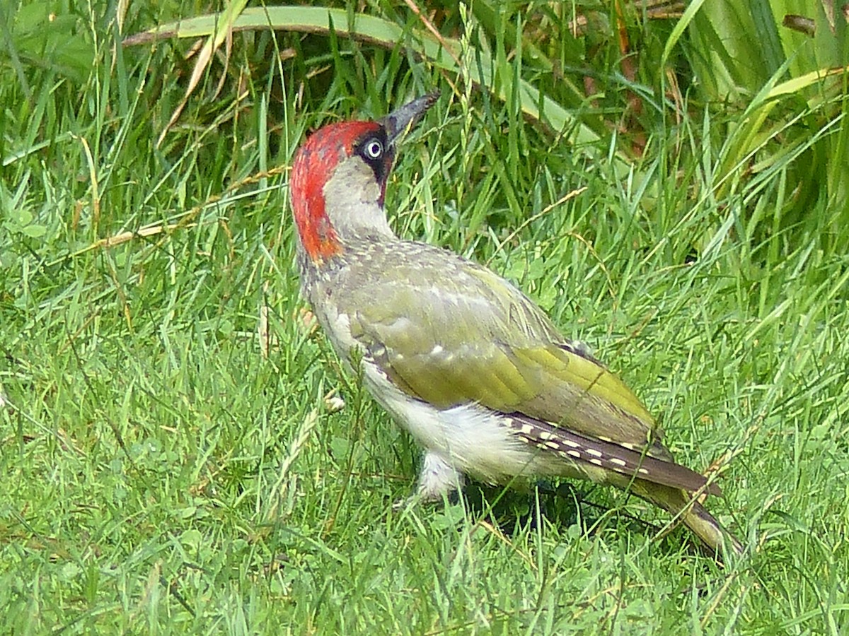 Eurasian Green Woodpecker - ML599369491