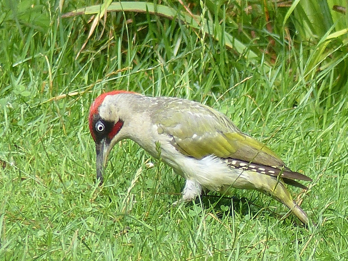 Eurasian Green Woodpecker - ML599369501