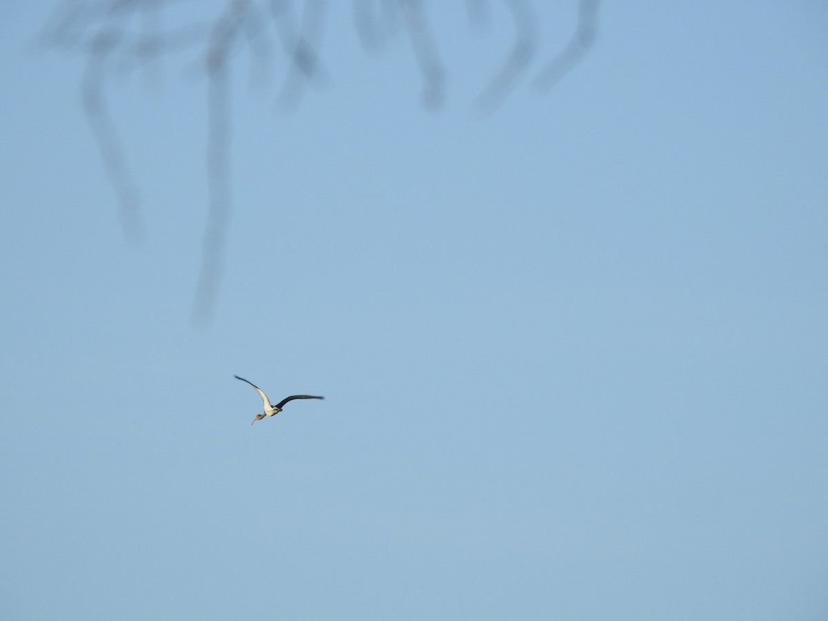 Ibis blanc - ML599370101