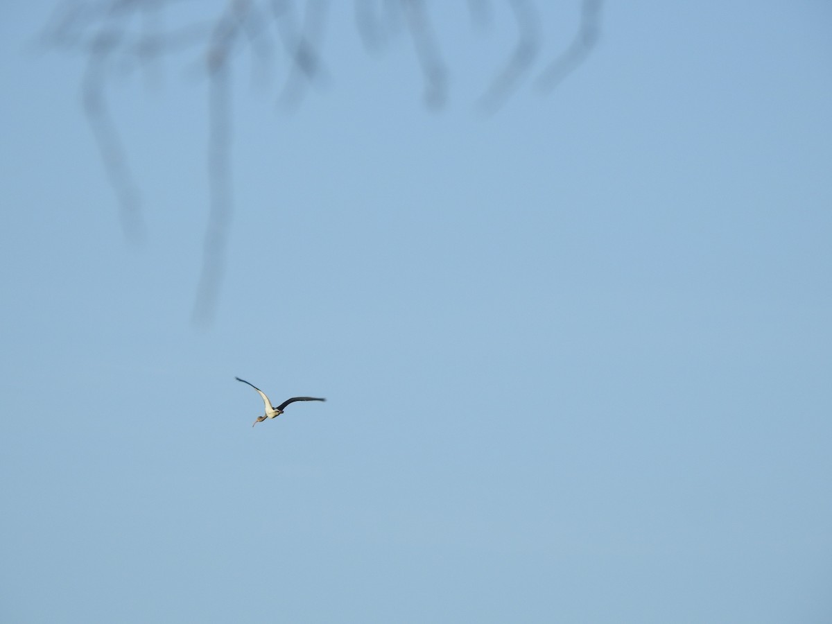 White Ibis - ML599370101