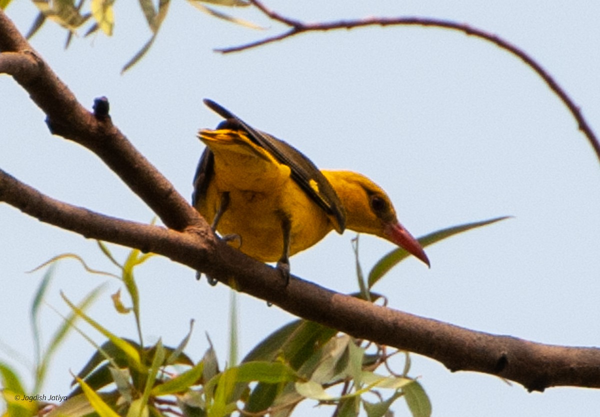 Indian Golden Oriole - ML599371331