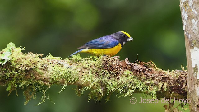 Orange-bellied Euphonia - ML599372091