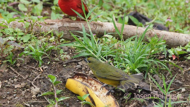 Orange-bellied Euphonia - ML599372621