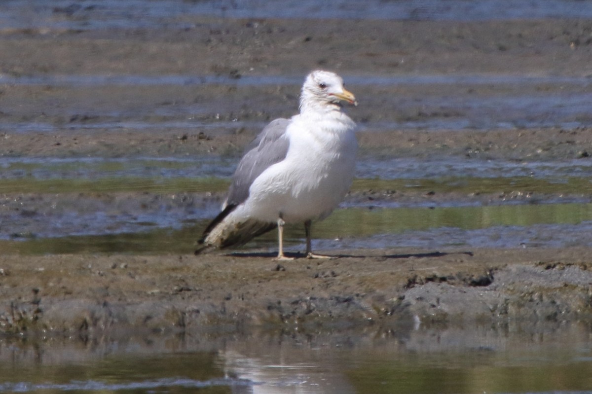 Gaviota Californiana - ML599374401