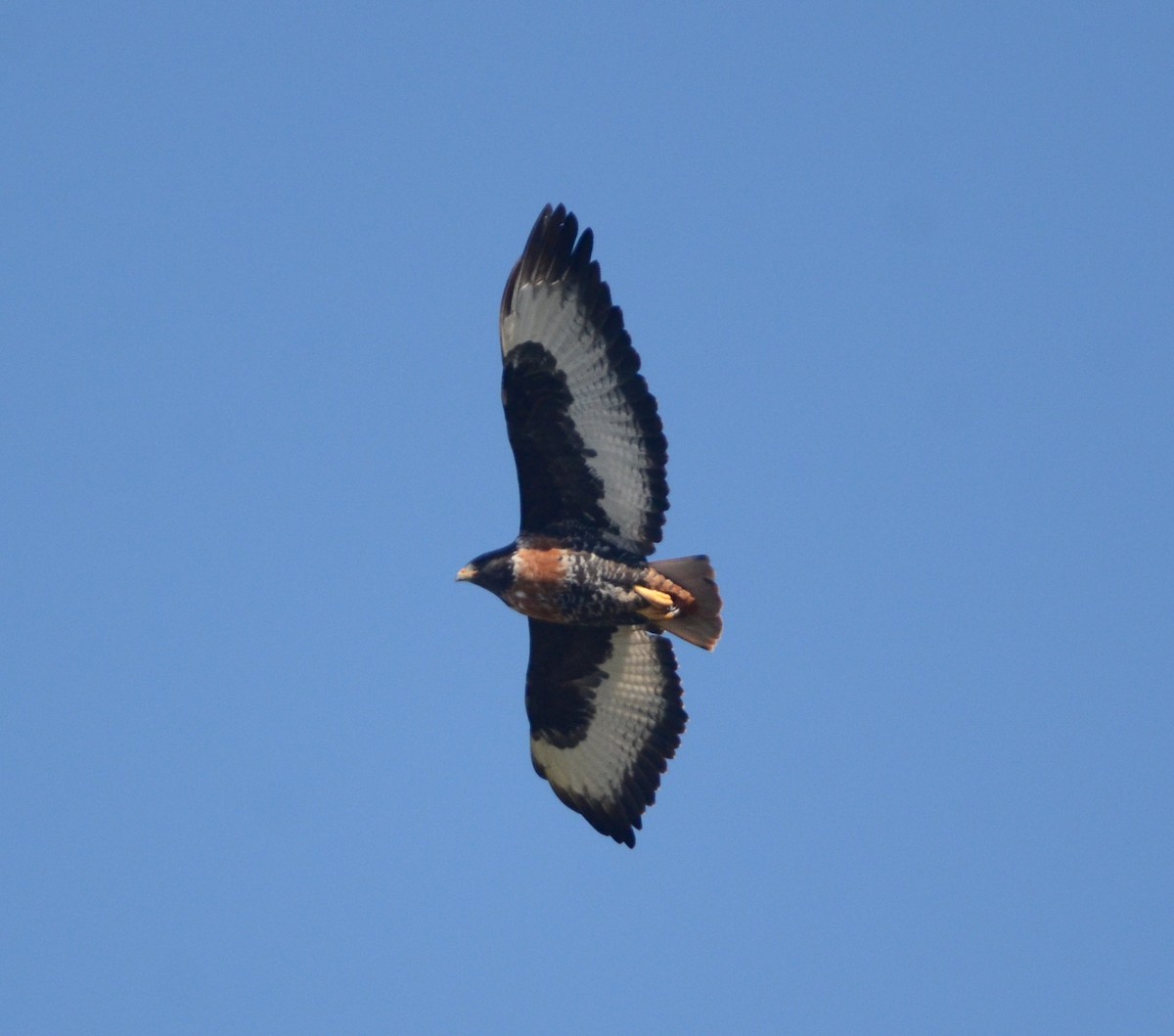 Jackal Buzzard - ML599375661