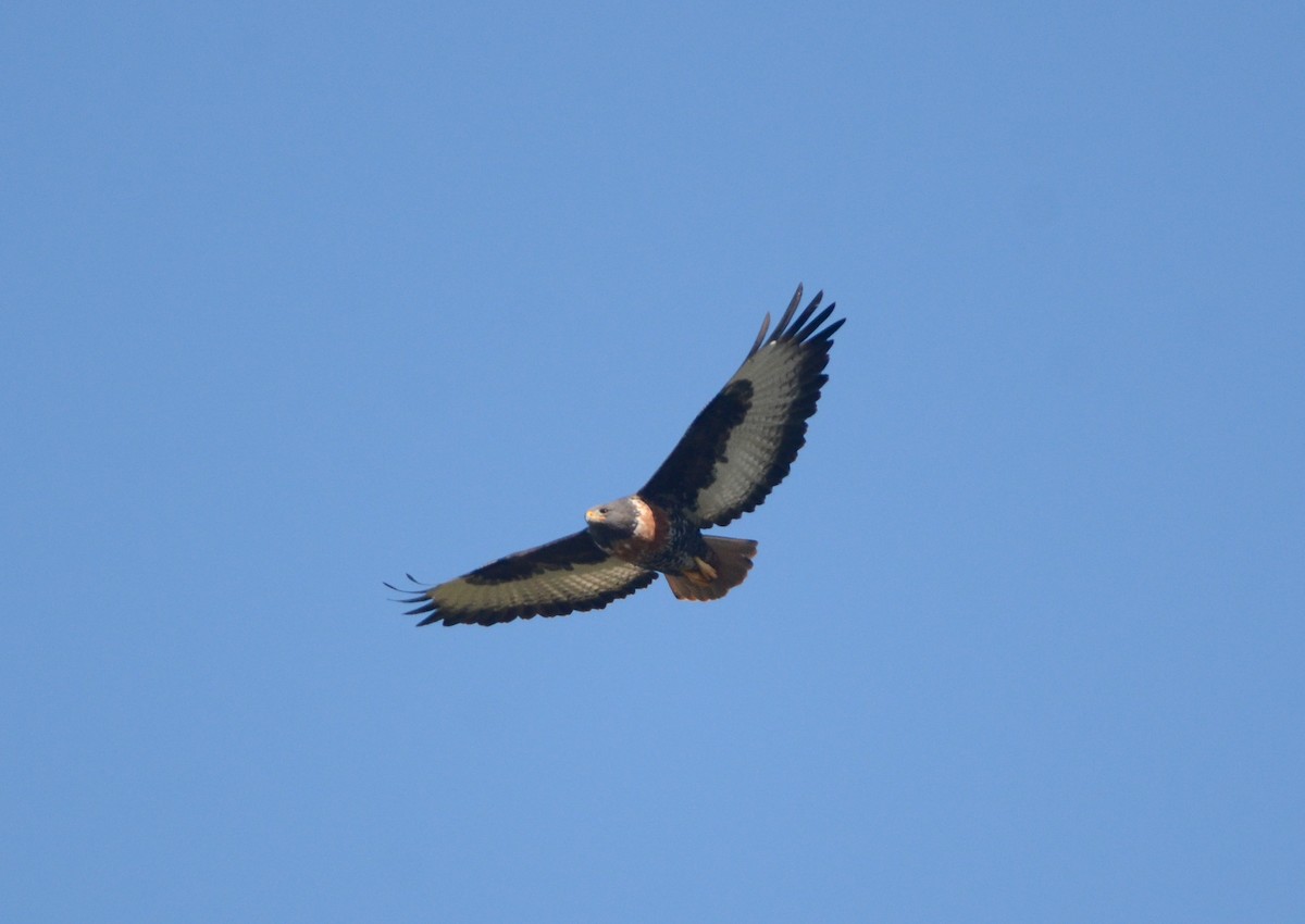 Jackal Buzzard - ML599375691