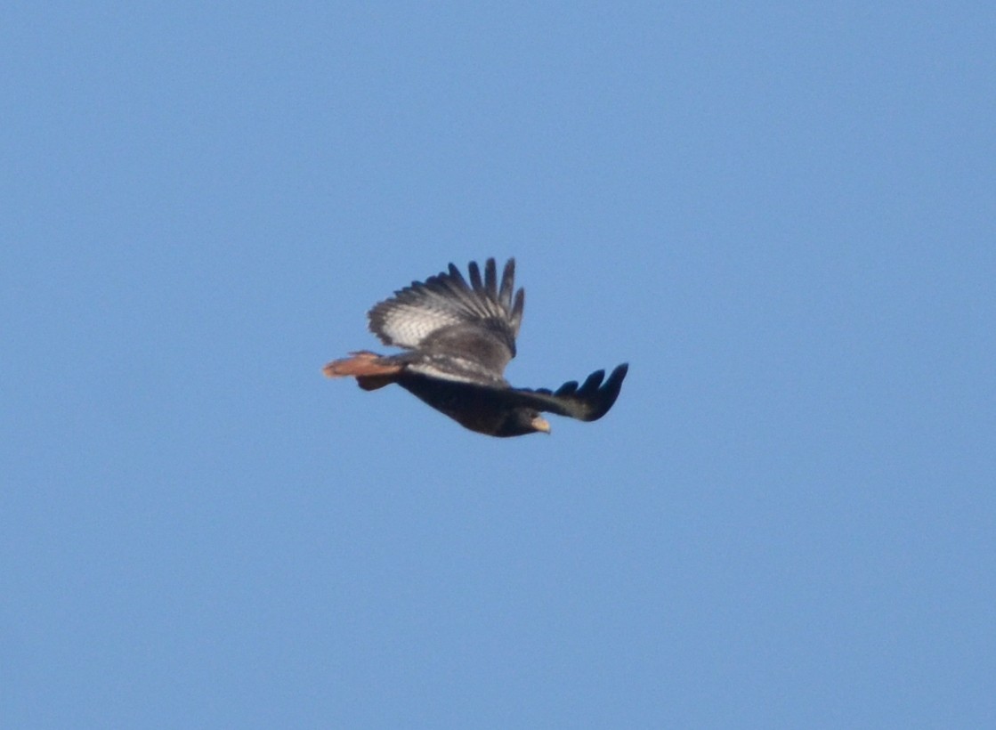 Jackal Buzzard - ML599375741