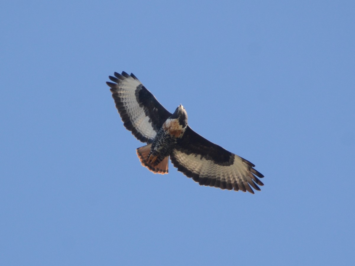 Jackal Buzzard - ML599375761